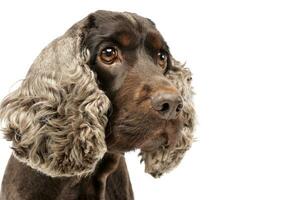 portret van een aanbiddelijk Engels cocker spaniel foto