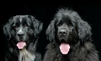 studio schot van twee aanbiddelijk Newfoundland hond foto