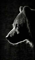 beer grizzly silhouet contour zwart wit verlicht beweging contour tatoeëren professioneel fotografie foto