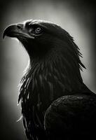 Amerikaans adelaar portret gezicht silhouet contour fotografie studio rand dichtbij verlicht retro zwart wit foto