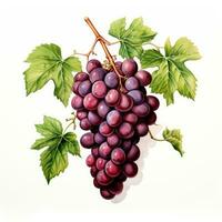 druif gedetailleerd waterverf schilderij fruit groente clip art botanisch realistisch illustratie foto