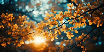 herfst oranje boom vallend vredig landschap vrijheid tafereel mooi natuur behang foto