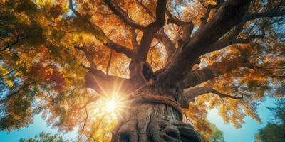 herfst oranje boom vallend vredig landschap vrijheid tafereel mooi natuur behang foto