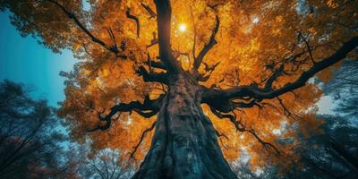 herfst oranje boom vallend vredig landschap vrijheid tafereel mooi natuur behang foto