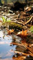 herfst oranje boom vallend vredig landschap vrijheid tafereel mooi natuur behang foto