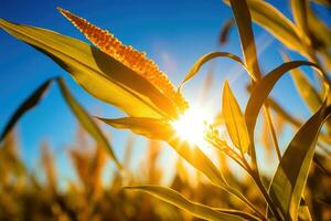 maïs veld- zon stralen vredig landschap vrijheid tafereel mooi natuur behang foto