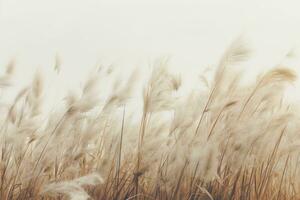 veld- wind gras humeurig wild vredig landschap vrijheid tafereel mooi natuur behang foto