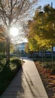 herfst oranje boom vallend vredig landschap vrijheid tafereel mooi natuur behang foto