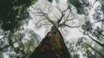 groot boom mist humeurig regen vredig landschap vrijheid tafereel mooi natuur behang foto