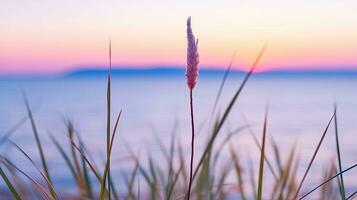 bloemen focus zonsondergang kalmte genade landschap zen harmonie rust eenheid harmonie fotografie foto