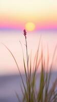 bloemen focus zonsondergang kalmte genade landschap zen harmonie rust eenheid harmonie fotografie foto