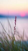 bloemen focus zonsondergang kalmte genade landschap zen harmonie rust eenheid harmonie fotografie foto