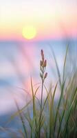 bloemen focus zonsondergang kalmte genade landschap zen harmonie rust eenheid harmonie fotografie foto