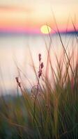 bloemen focus zonsondergang kalmte genade landschap zen harmonie rust eenheid harmonie fotografie foto