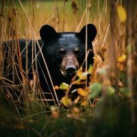 beer grizzly verborgen roofdier fotografie nationaal geografisch stijl 35mm documentaire behang foto