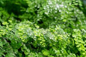 groen blad met druppels water foto