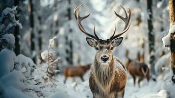 een majestueus gehoornd braak hert buck in de winters wildernis. generatief ai. foto