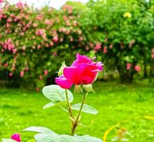 groot Purper roos dichtbij omhoog. hybride thee roos met donker Purper bloemen. foto