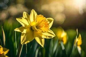 een geel gele narcis is in de zon. ai-gegenereerd foto