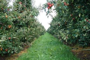 appeloogst in het oude land hamburg foto