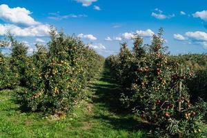 appeloogst in het oude land hamburg foto