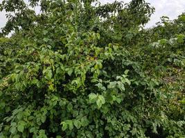 zwarte lijsterbes aronia appelbes foto