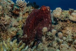 octopus koning van camouflage in de rode zee, eilat israël foto