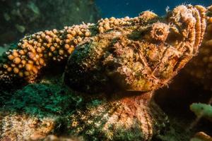 octopus koning van camouflage in de rode zee, eilat israël foto