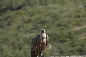 verbazingwekkende gier van Israël, gier van het heilige land foto