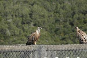 verbazingwekkende gier van Israël, gier van het heilige land foto