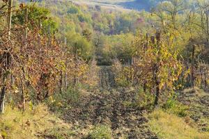 wijngaarden en landschap van het achterland van piemonte, italië foto