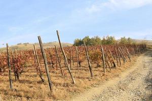 wijngaarden en landschap van het achterland van piemonte, italië foto