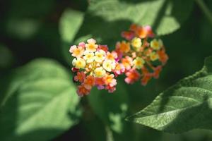 lantana camara bloem gevangen in het wild foto