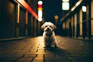 een klein hond staand Aan een straat Bij nacht. ai-gegenereerd foto