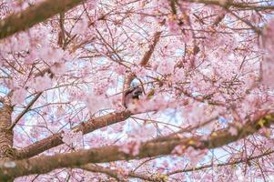 portret van een eekhoorn die zich voedt tussen de takken van de kersenboom foto