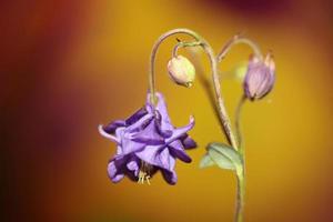 bloem bloeiende achtergrond aquilegia vulgaris familie ranunculaceae foto