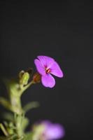 paarse bloesem aubrieta deltoidea familie brasicaceae paars bloeiend foto