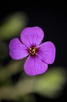 paarse bloesem aubrieta deltoidea familie brasicaceae paars bloeiend foto