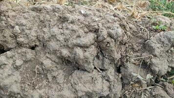 een lap van gebarsten droog bodem in een magelang Bijsnijden veld, de Effecten van de lang droog seizoen. planten dood gaan van droogte foto