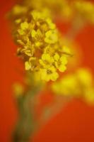 bloem bloesem macro aurinia saxatilis familie Brassicaceae achtergrond foto