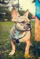 portret van schattig Frans bulldog pup, buitenshuis foto