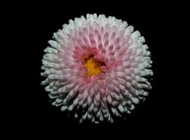 bloem bloesem bellis perennis l. familie compositae moderne achtergrond foto