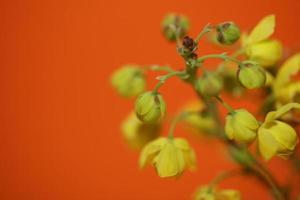 bloem bloesem berberis aquifolium familie berberidaceae macro shoot foto