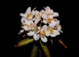 bloem bloesem close-up choisya ternata kunth familie rutaceae posters foto