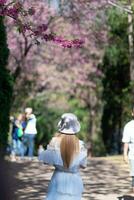 vrouw wandelen kers bloesem pad naar zien mooi landschap van roze kers bloesems langs weg gezegend in winter. vrouw reizen reis langs pad van mooi roze kers bloesems in vol bloeien gezegend foto