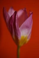 bloem bloesem macro krokus vernus familie iridaceae botanisch foto