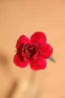 dianthus bloem bloesem close-up familie Caryophyllaceae moderne prints foto