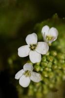 bloem close-up diplotaxis erucoides familie Brassicaceae botanicaly