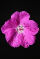 bloem bloesem close-up achtergrond geranium foto