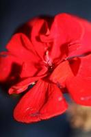 geranium bloem close-up familie geraniaceae achtergrond botanische print foto